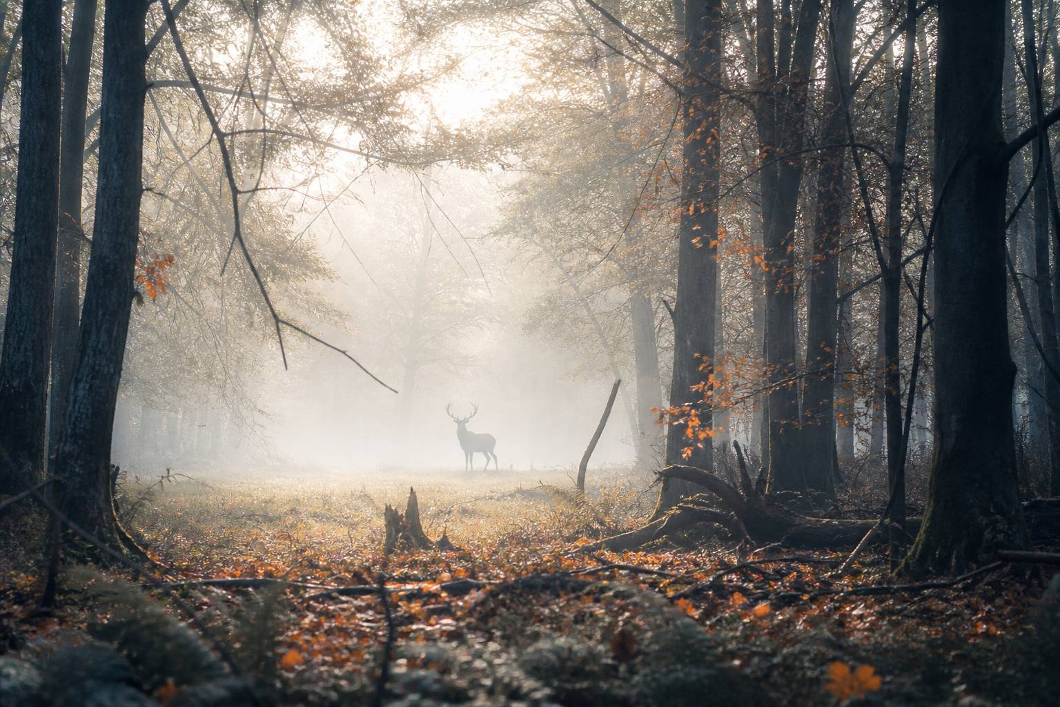 Forêt automnale brumeuse au petit matin avec un cerf