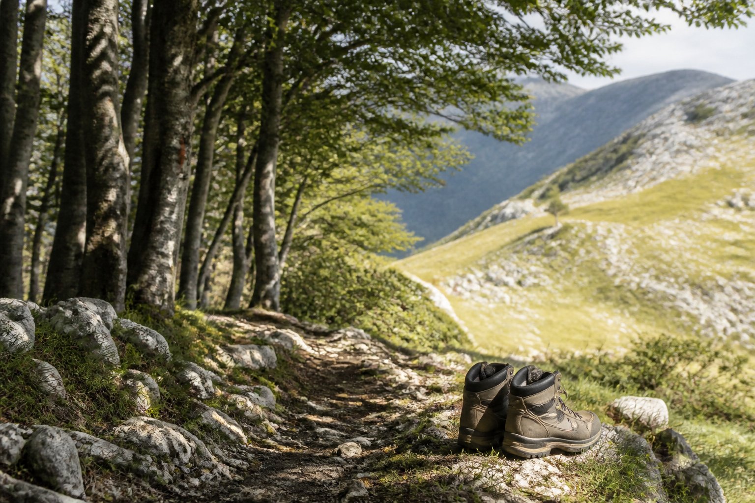 Sentier de randonnée traversant une hêtraie d'altitude vers des pelouses calcaires fleuries
