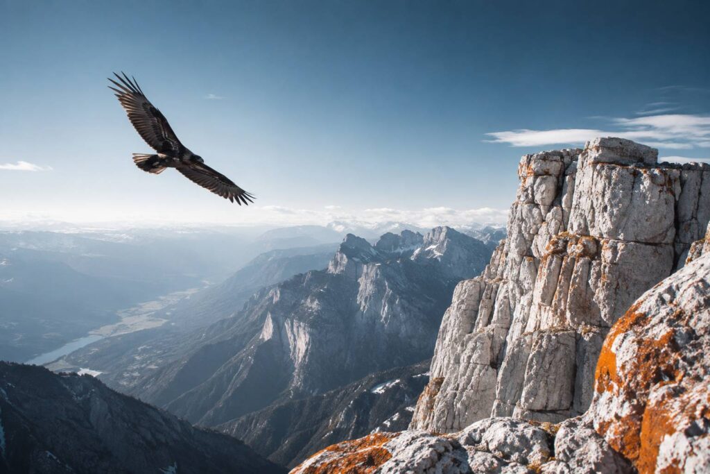 Grand rapace sombre planant au-dessus de crêtes et falaises de montagne